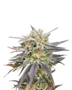 Dark Angel Strain Feminized Cannabis Seeds