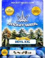 Devil XXL Strain Autoflowering Cannabis Seeds 