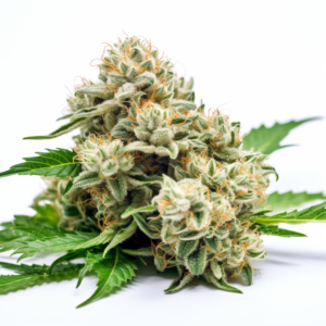 Diamond Girl Strain Feminized Cannabis Seeds 