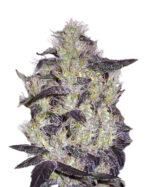 Diamond Girl Strain Feminized Cannabis Seeds 