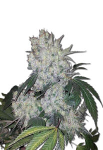 Diamond Kush Autoflower Marijuana Seeds