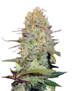 Diamond Kush Autoflowering Cannabis Seeds