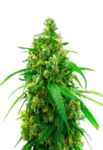 Diesel Autoflower Cannabis Seeds