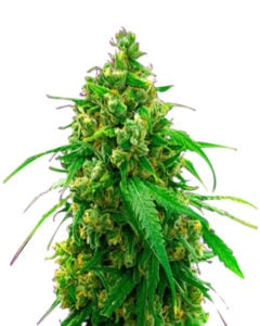 Diesel Strain Autoflowering Cannabis Seeds 