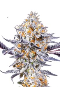 Do-si-Dos Feminized Marijuana Seeds