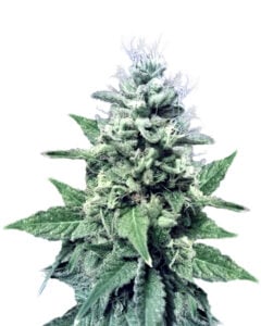 Do-si-Dos Strain Feminized Cannabis Seeds 