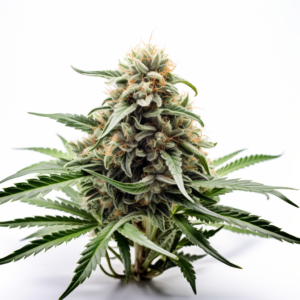 Dolato Strain Feminized Cannabis Seeds 