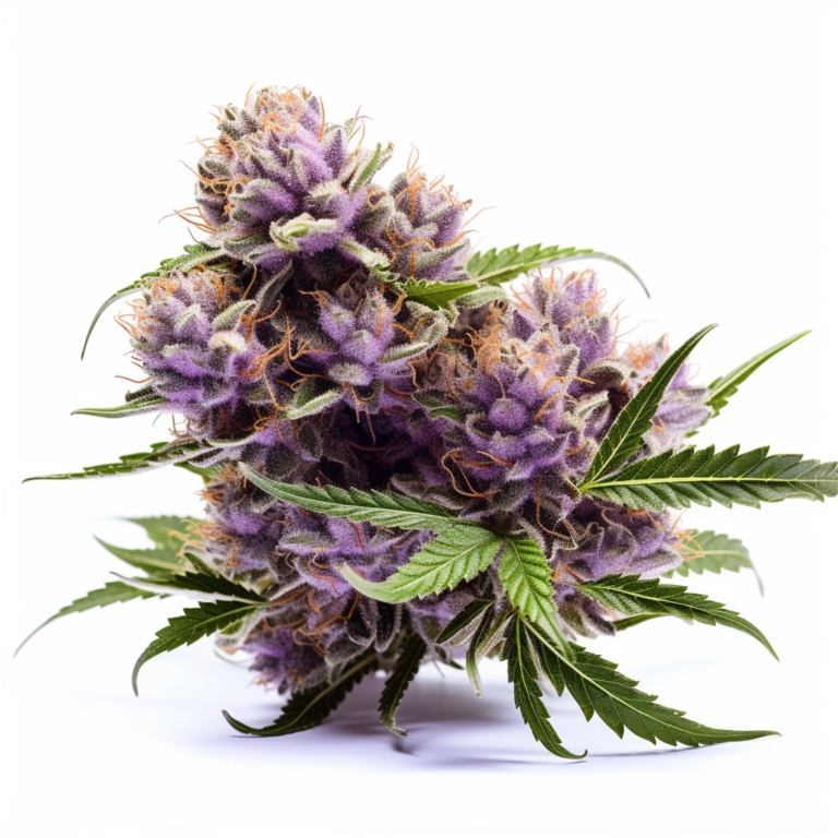 DoubleScoop Strain Feminized Cannabis Seeds Rocket Seeds