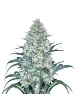 Dragon Fruit Strain Feminized Cannabis Seeds 