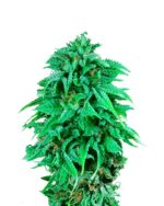 Durban Poison Reg