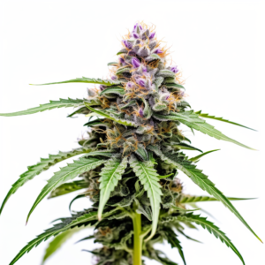 Dutch Crunch Strain Feminized Cannabis Seeds 