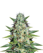 Dutch Crunch Strain Feminized Cannabis Seeds 
