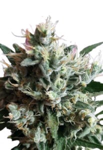 Dutch Dragon Autoflower Cannabis Seeds