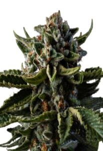 Dutch Treat Strain Autoflowering Cannabis Seeds