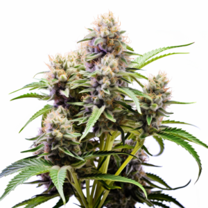 Dwarf King Strain Autoflowering Cannabis Seeds