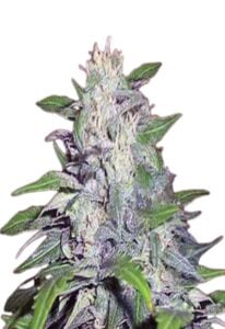 Dwarf King Feminized Marijuana Seeds