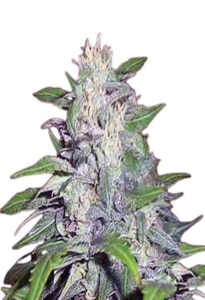 Dwarf King Feminized Cannabis Seeds 1