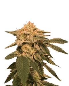 Dwarf King Strain Autoflowering Cannabis Seeds
