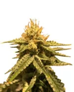 Early Girl Strain Feminized Cannabis Seeds