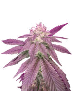Early Skunk Strain Feminized Cannabis Seeds