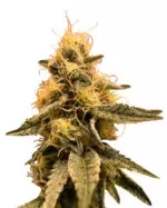 Early Strain Feminized Fast Version Cannabis Seeds