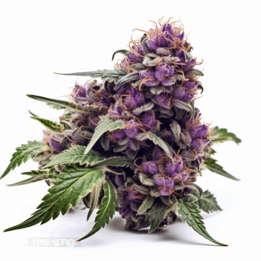 Electric Berry Strain
