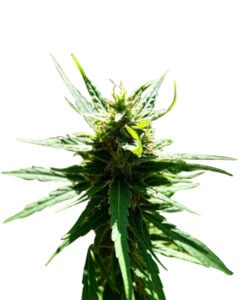 Electric Berry Strain Feminized Cannabis Seeds
