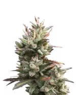 Exodus Cheese Strain Feminized Cannabis Seeds