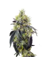 Fatso Strain Feminized Cannabis Seeds