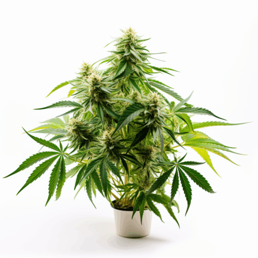 Fire OG Strain