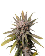Fire OG Strain Feminized Cannabis Seeds 