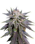 Flower Bomb Kush Feminized Cannabis Seeds 
