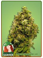 Forbidden Fruit Strain Feminized