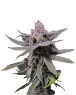 Forbidden Fruit Strain Feminized Cannabis Seeds