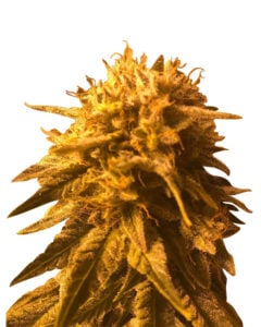 Fresh Candy Strain Feminized Cannabis Seeds 