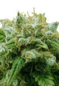 Frosted Zin Autoflower Cannabis Seeds
