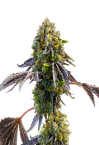 Fruit Autoflower Cannabis Seeds