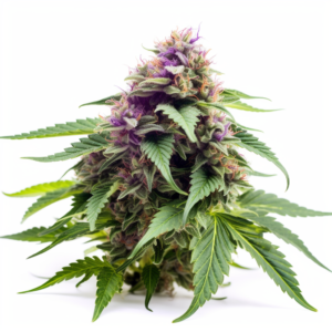 Fruit Strain Autoflowering Cannabis Seeds 