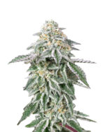 Fruit Strain Autoflowering Cannabis Seeds 