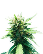 Fruit Loops Strain Feminized Cannabis Seeds