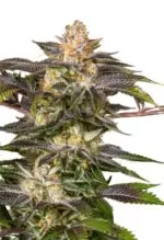 Fucking Incredible Strain Feminized Cannabis Seeds
