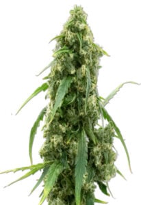 G13 Strain Autoflowering Cannabis Seeds
