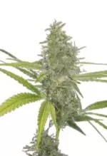 G13 Strain Feminized Cannabis Seeds