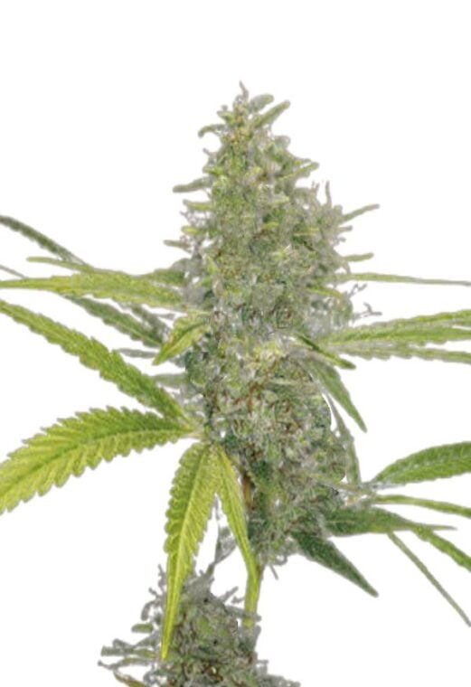 G13 Feminized Cannabis Seeds