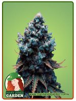 Grape Drink Strain Feminized