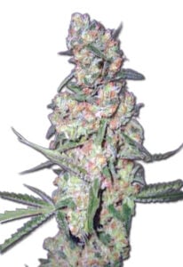 Galaxy Autoflower Marijuana Seeds
