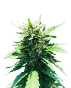 Galaxy Strain Feminized Cannabis Seeds
