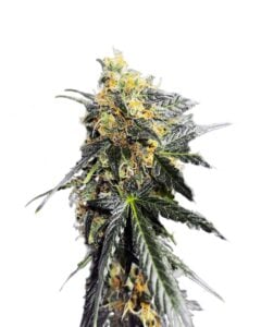 Garananimals Feminized Cannabis Seeds