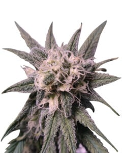 Gelato 48 Strain Feminized Cannabis Seeds
