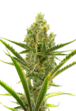 Gelato Strain Autoflowering Cannabis Seeds
